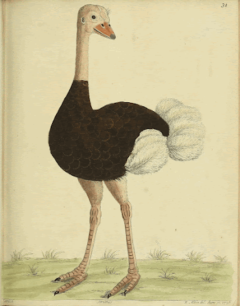 Original public domain image from Biodiversity | Free Photo - rawpixel