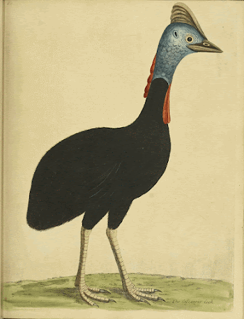Original public domain image from Biodiversity | Free Photo - rawpixel
