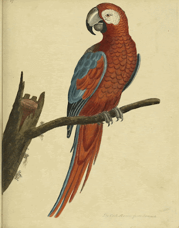 Original public domain image from Biodiversity | Free Photo - rawpixel