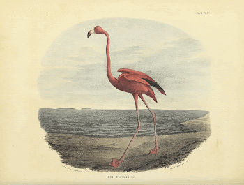 Original public domain image from Biodiversity | Free Photo - rawpixel