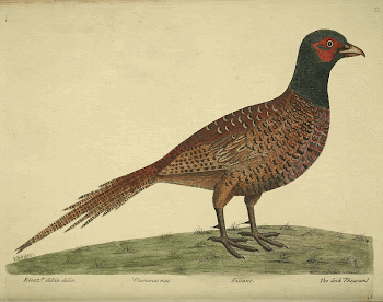 Original public domain image from Biodiversity | Free Photo - rawpixel