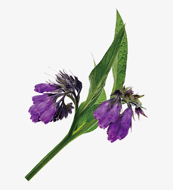 Originating In Old World Europe, Comfrey Has Been Cultivated ...