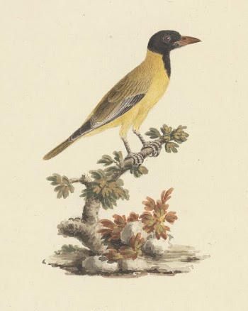 Oriolus monacha (Black Headed Abyssinian | Free Photo - rawpixel