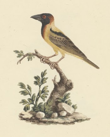 Oriolus monacha (Black Headed Abyssinian | Free Photo - rawpixel