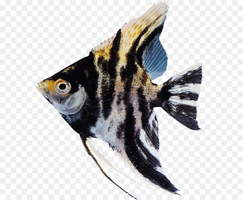Ornamental fish Aquarium Clip art - fish 