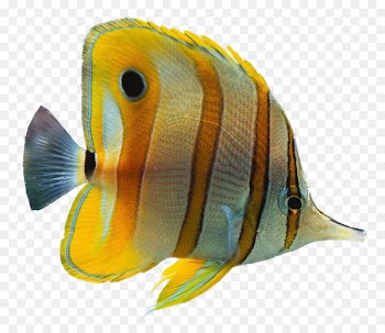 Ornamental fish Aquarium Clip art - fish 