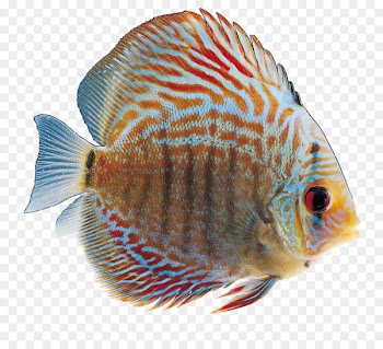 Ornamental fish Clip art - Ornamental fish 