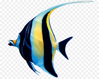 Ornamental fish Moorish idol Clownfish Clip art - shoal of fish 