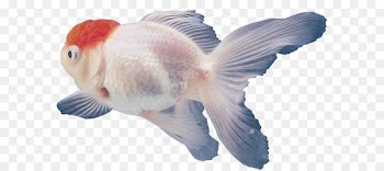Ornamental fish Tropical fish Aquarium Fishkeeping - packaging 
