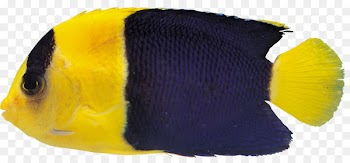 Ornamental fish Tropical fish Aquarium - tropical fish 