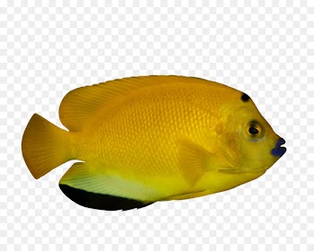Ornamental fish Tropical fish Deep sea fish - Tropical Fish 