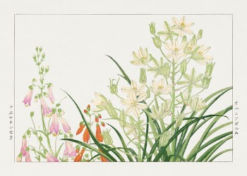 Ornithogalum flower woodblock painting by Tanigami | Free Photo Illustration - rawpixel