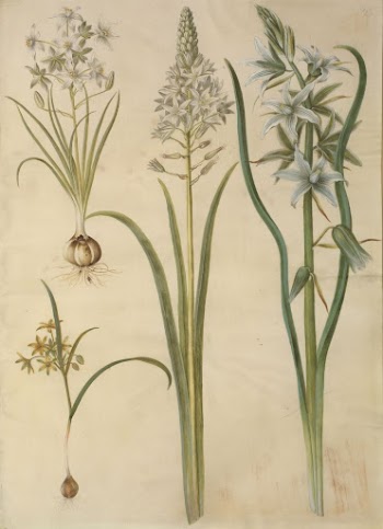 Ornithogalum umbellatum (diet-bird's milk);Ornithogalum pyramidale | Free Photo - rawpixel