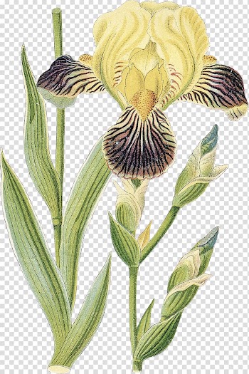 Orris root Iris germanica Iris croatica , Watercolor iris transparent background PNG clipart