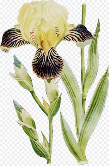 Orris root Lily of the Incas Plant stem Plants -  