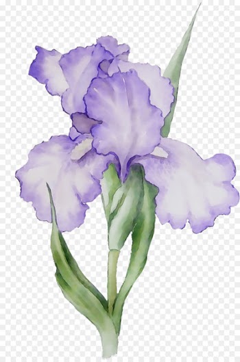 Orris root Violet Purple Plant stem Plants -  