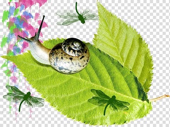 Orthogastropoda Leaf Illustration, Snail on the leaves transparent background PNG clipart