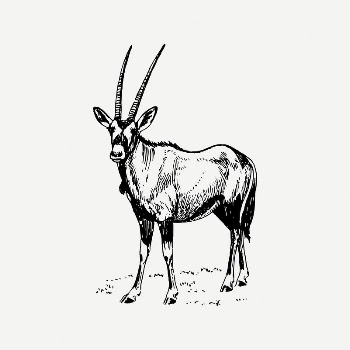 Oryx clipart, vintage animal illustration | Free PSD Illustration - rawpixel