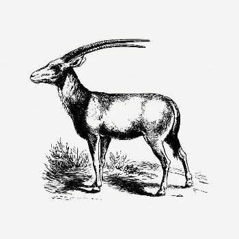 Oryx collage element, animal illustration | Free PSD Illustration - rawpixel