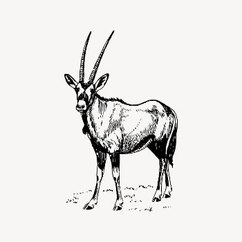 Oryx drawing, vintage animal illustration | Free Vector Illustration - rawpixel