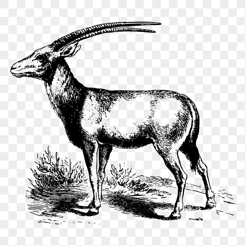 Oryx png sticker animal illustration, | Free PNG - rawpixel