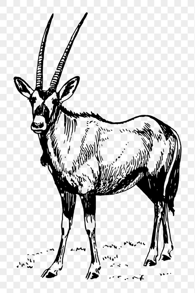 Oryx png sticker, vintage animal | Free PNG - rawpixel