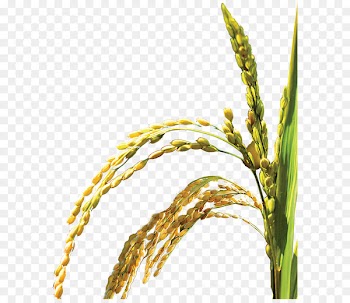 Oryza sativa Web template Icon - Rice,plant,Bumper 