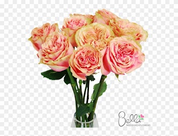 Osadia Garden Roses Are One Of The Newest Hot Items - Wedding