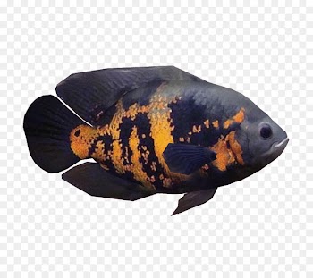Oscar Ornamental fish Cichlid Aquarium - oscar 