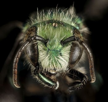 Osmia bruneri bee, face shot. | Free Photo - rawpixel