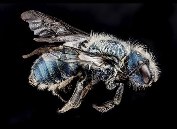 Osmia distincta bee, side view. | Free Photo - rawpixel