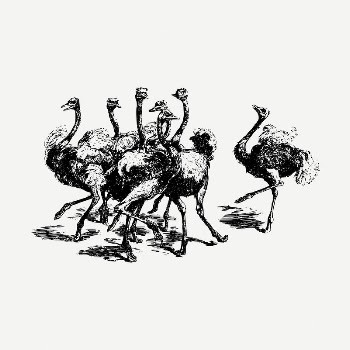 Ostrich birds drawing, vintage animal | Free PSD - rawpixel
