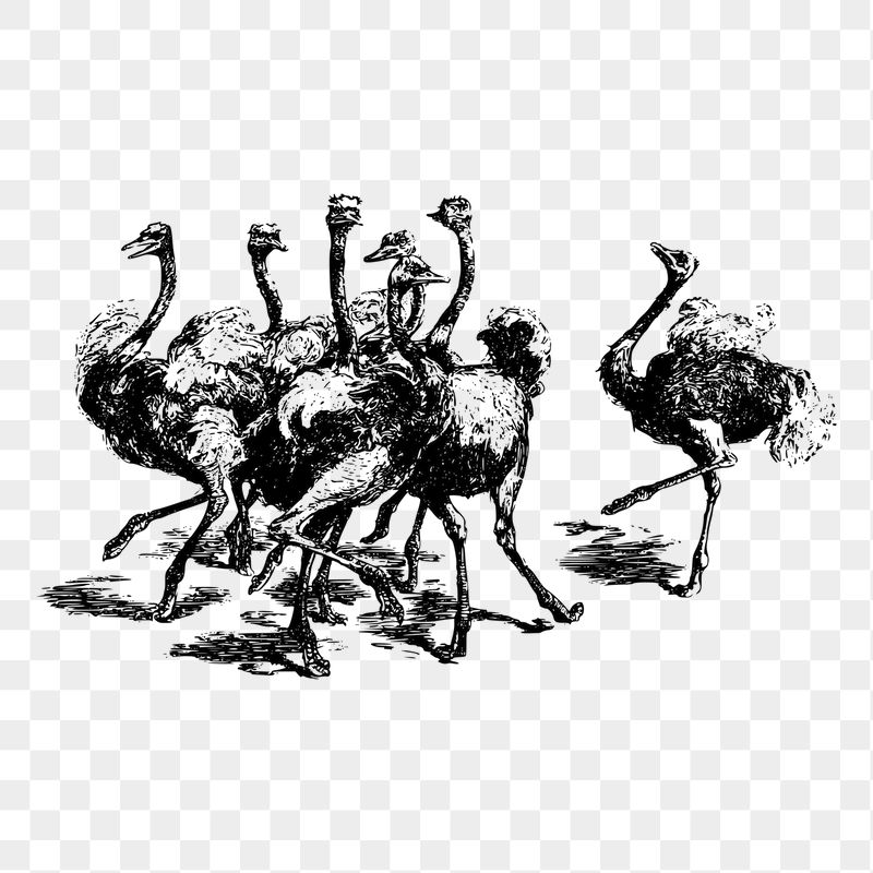 Ostrich birds png sticker, vintage | Free PNG - rawpixel