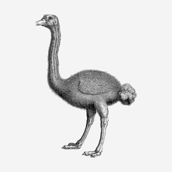 Ostrich clipart, animal vintage illustration | Free Vector - rawpixel