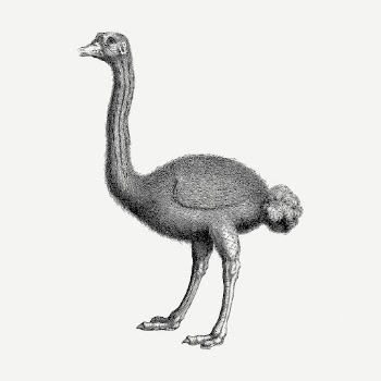 Ostrich drawing, animal vintage illustration | Free PSD - rawpixel