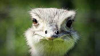 Ostrich Face during Daytime