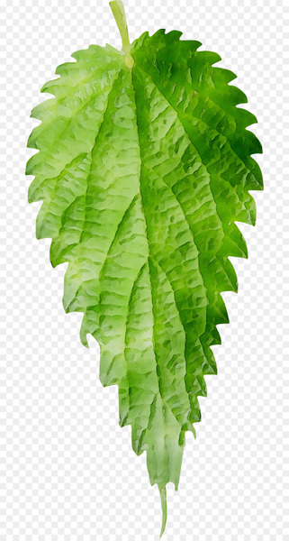 Ostrich Fern Leaf Plant stem Plants -  
