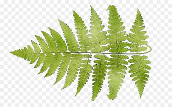 Ostrich Fern Leaf Plant stem Terrestrial plant -  