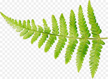 Ostrich Fern Paper Place Mats Leaf -  