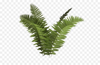Ostrich Fern Plant Tree Fern Ecology - fern 