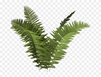 Ostrich Fern Plant Tree Fern Ecology - Fern Transparent Background