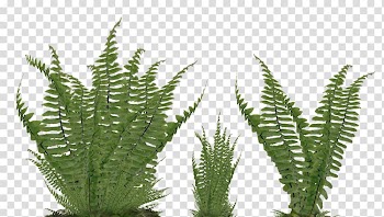 Ostrich Fern Vascular plant Nephrolepis exaltata, tropical leaves transparent background PNG clipart
