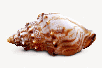 Ostrich foot shell, isolated sea | Free PSD - rawpixel