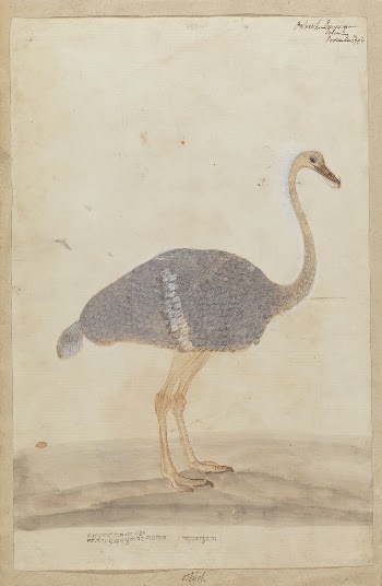 Ostrich | Free Photo - rawpixel
