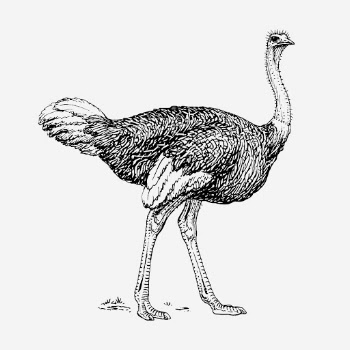 Ostrich illustration, animal clipart. Free | Free Photo Illustration - rawpixel