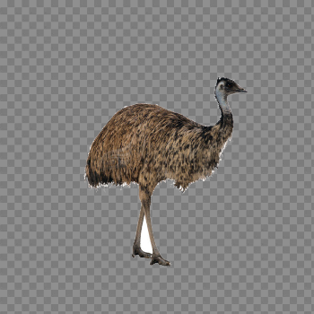 Ostrich PNG High-Quality Image