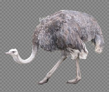 Ostrich PNG Image Background