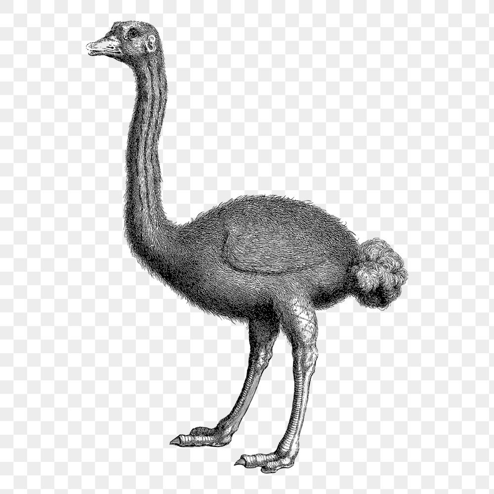 Ostrich png sticker, animal vintage | Free PNG - rawpixel
