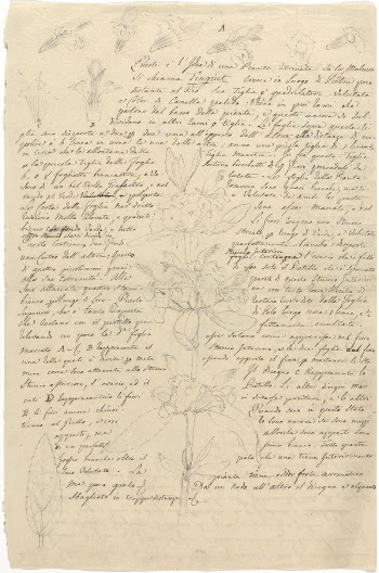 Otostegia tomentosa: outline sketch of flowering | Free Photo - rawpixel