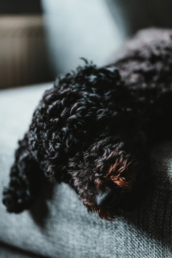 Our dog, laying on the couch, waiting to go out.
